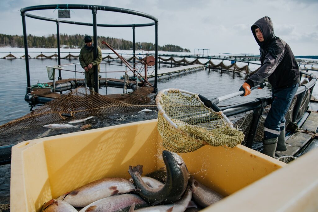 Рыбоводы показывают результат: производство аквакультуры в I квартале 2022 года увеличилось на 4% — до 157 тыс. тонн