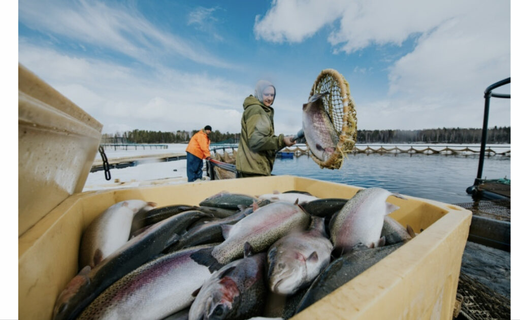 Российские рыбоводы увеличили объемы производства семги, форели, осетровых и ценных морепродуктов