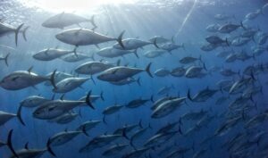 Отечественный промысел тунцов в Атлантике может быть эффективен