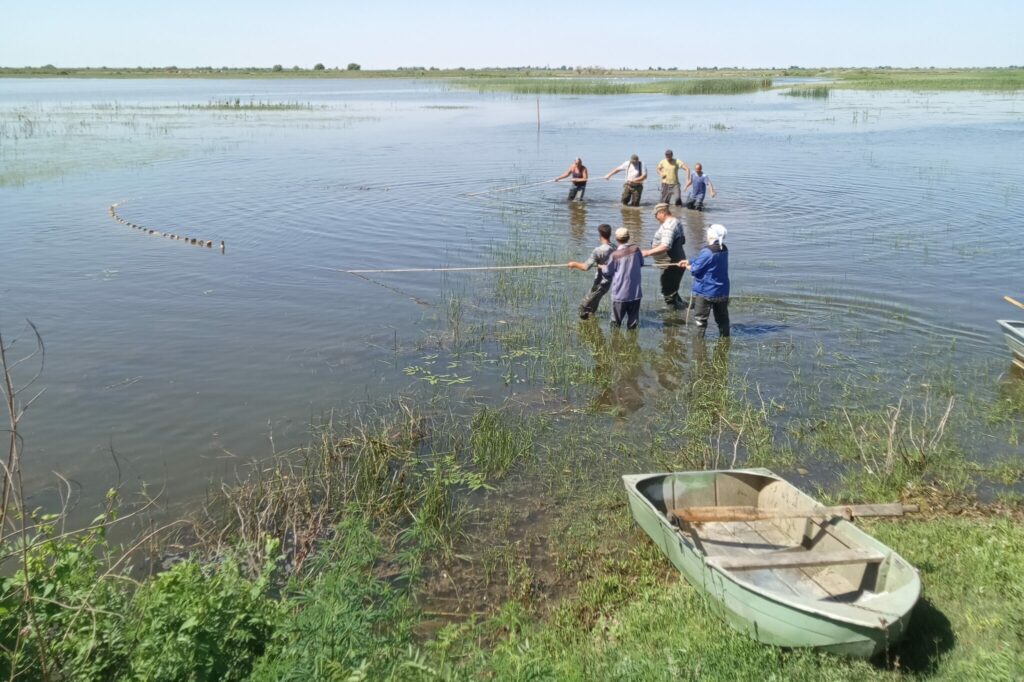 О выпуске молоди рыбы в Астраханской области