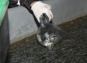 В акваторию Куршского залива Балтийского моря выпущено более 250 тыс. штук молоди сига