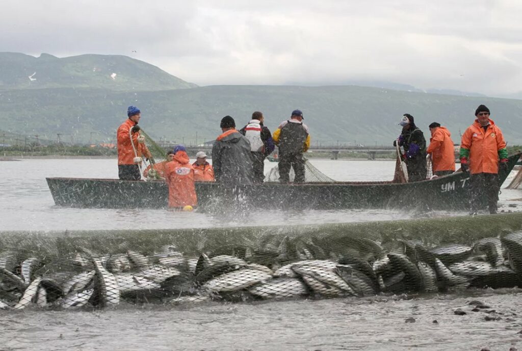 Российские рыбаки нарастили темпы вылова почти на 6%: добыто более 2,36 млн тонн