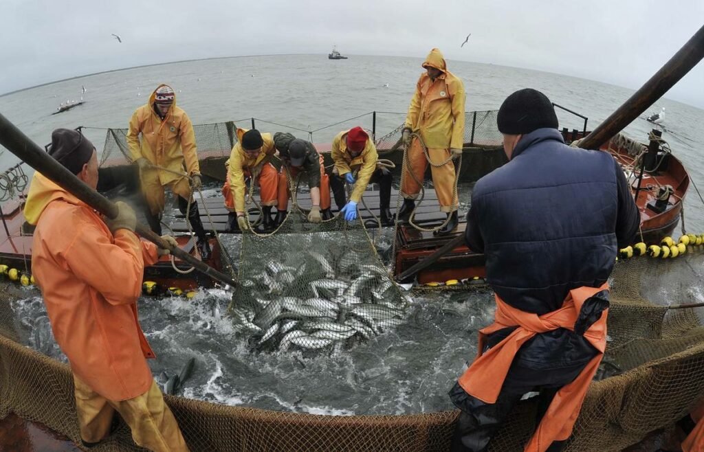 «Красная путина» стартовала ударными темпами: добыто уже 8,3 тыс. тонн лососей — в 3 раза больше прошлогоднего показателя