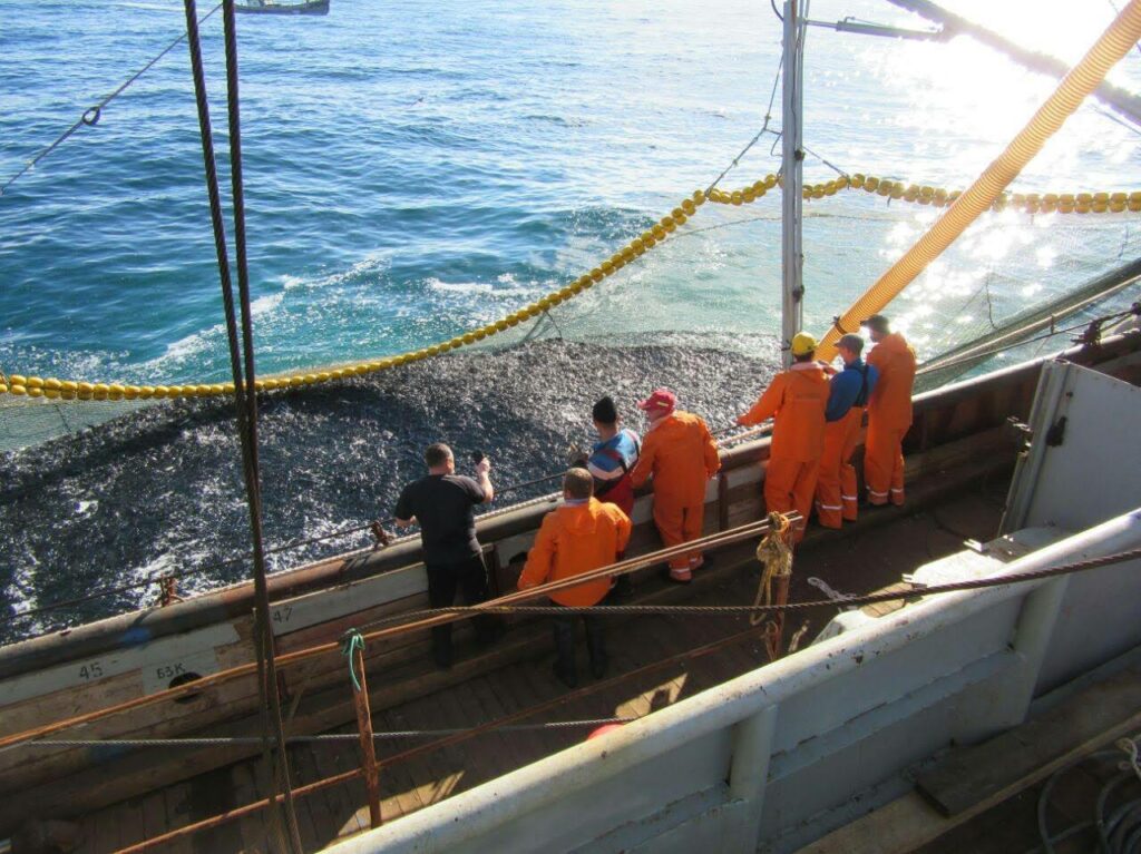 Сардина иваси подошла раньше: к началу лета рыбаки добыли уже 13 тыс. тонн