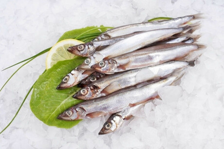Рыбные ряды: оптовые цены на основные виды рыбной продукции продолжают снижаться