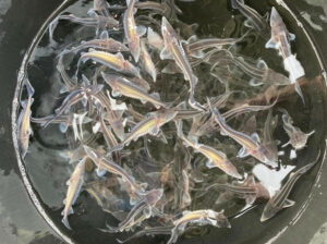 Водные объекты рыбохозяйственного значения пополнились молодью стерляди