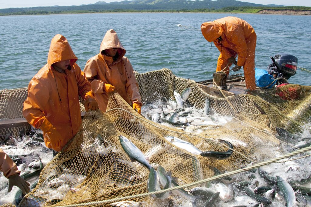 «Путина-2022»: вылов лососей на Дальнем Востоке в 2,2 раза опережает темпы аналогичного прошлого четного года – добыто 17,4 тыс. тонн