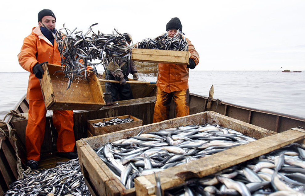 Российские рыбаки сохраняют положительную промысловую динамику: вылов вырос на 4,4% — до 2,58 млн тонн