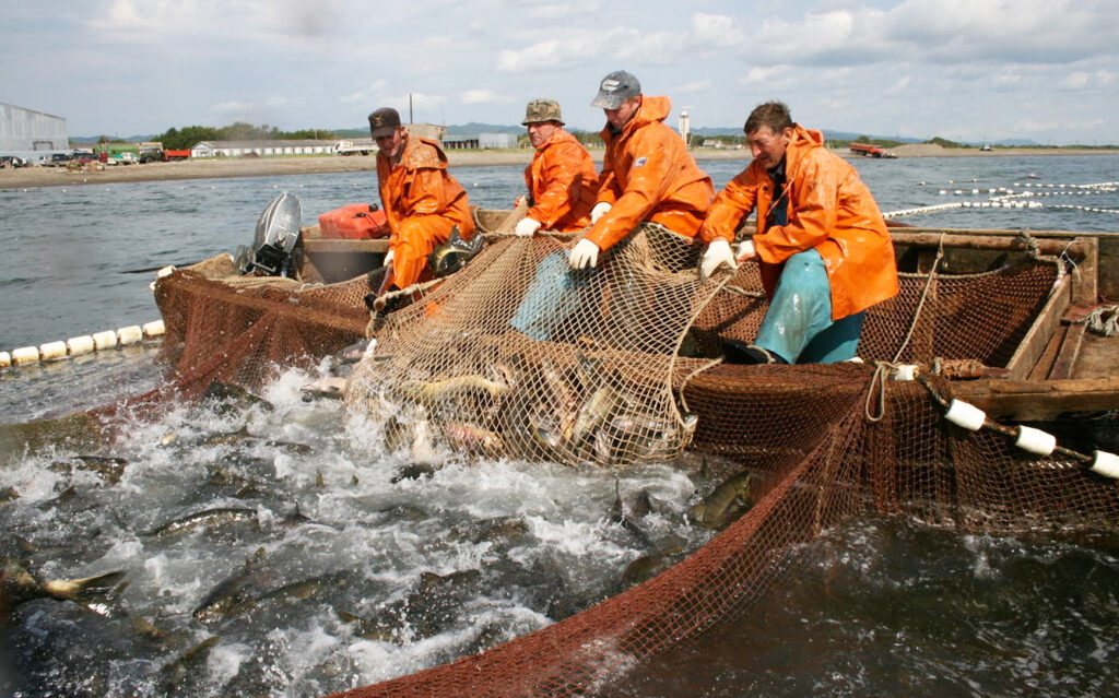 Лососевая путина-2022 идет опережающими темпами: вылов лососей увеличился в 2,3 раза к аналогичному четному 2020 году и достиг 34,4 тыс. тонн