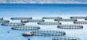 Аквакультуре оказывают всестороннюю поддержку