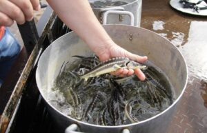 Комплекс аквакультуры «БИОС» выполнил госзадание по выпуску молоди осетровых