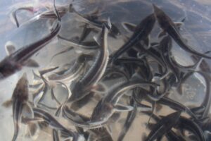 33 тысячи мальков стерляди выпустили в Волгу