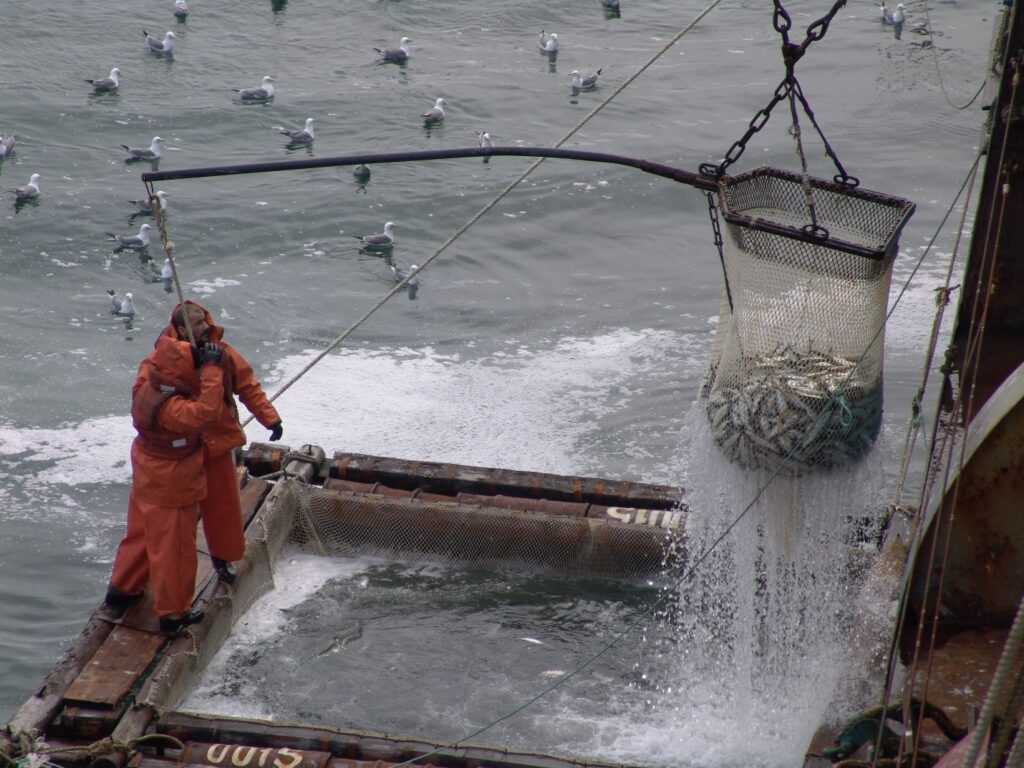 Лососевая путина-2022: рыбаки сохраняют опережающие темпы промысла – объем добычи в 2,3 раза выше уровня аналогичного четного года