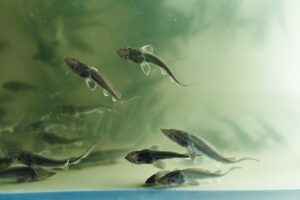 Российские рыбоводные заводы переходят на отечественные корма