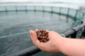 Срок действия пониженной пошлины на импорт кормов для аквакультуры будет продлен и поддержит рост производства лососевых в России