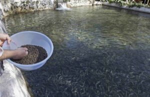 С 2023 года предусмотрена компенсация 20% затрат на строительство или модернизацию цехов по производству кормов для лососей и осетров