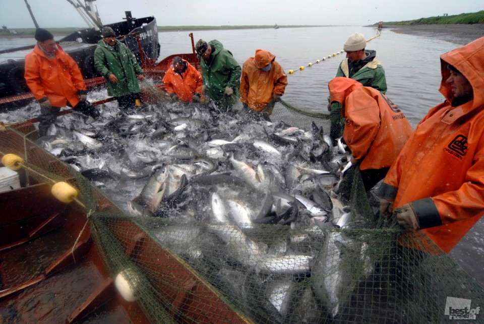 Лососевая путина-2022: рыбаки Сахалина, Хабаровского края и Чукотки сохраняют положительную динамику добычи