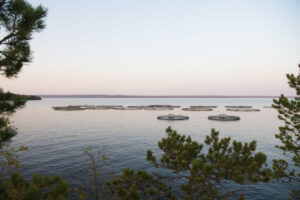 Отечественные рыбоводы и марифермеры нарастили производство продукции на 2,2% – почти до 216 тыс. тонн