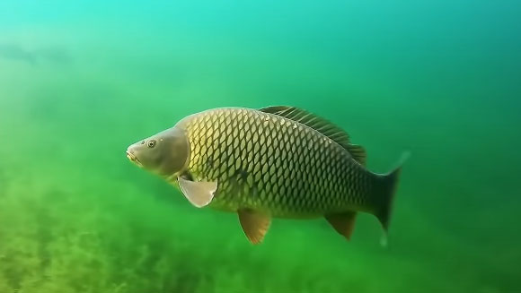 Вылов пресноводных видов рыб продолжает расти в Приморье