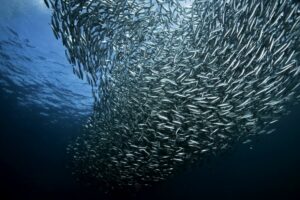 Ожидаются значительные подходы иваси и скумбрии: при задействовании достаточного количества рыбодобывающих судов путина будет очень удачной