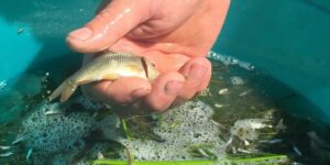 Каспийский филиал ФГБУ «Главрыбвод» перевыполнил план по выпуску молоди частиковых рыб в реки Астраханского региона