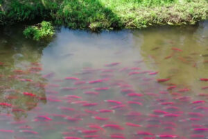 ВЭФ-2022: рыбохозяйственная наука будет использовать искусственный интеллект для авиаучета млекопитающих и лососевых