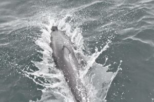 Ученые России и Японии посчитали млекопитающих в Охотском море