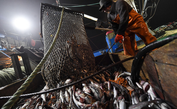 К концу сентября российские рыбаки добыли более 3,7 млн тонн: опережающими темпами идет вылов минтая и сельди