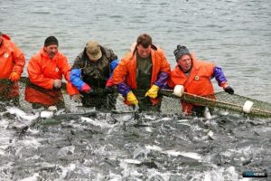 Лососевая путина на Дальнем Востоке продолжается: рыба регулярными партиями уходит в центральные регионы России