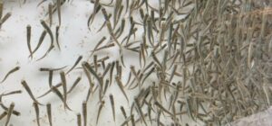 У Иркутской области есть значительный потенциал для развития товарного рыбоводства