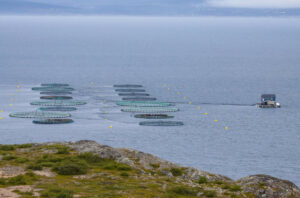 ВЭФ-2022: развитие марикультуры на Курилах получит новый импульс