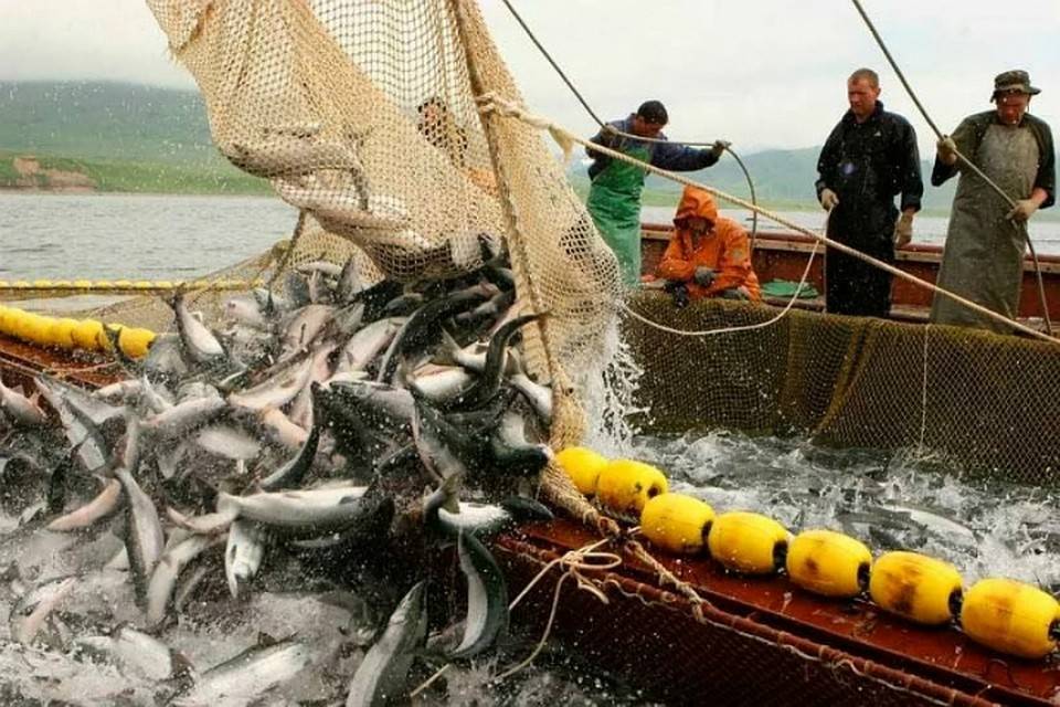 В Приморском крае промышленный лов лососей завершен