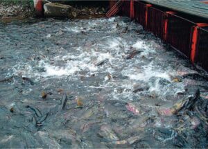 Стремительный рост воспроизводства кеты на Сахалине