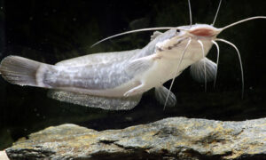 Африканского сома научились выращивать в Поволжье