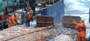 Пелагическая путина: вылов сардины иваси и скумбрии набирает обороты – добыто более 170 тыс. тонн