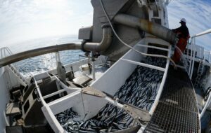 Пелагическая путина: вылов иваси и скумбрии превысил 154 тыс. тонн