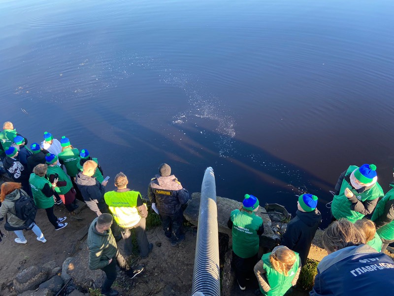 Почти 10,5 тысяч сеголеток сига выпустили в Ладожское озеро