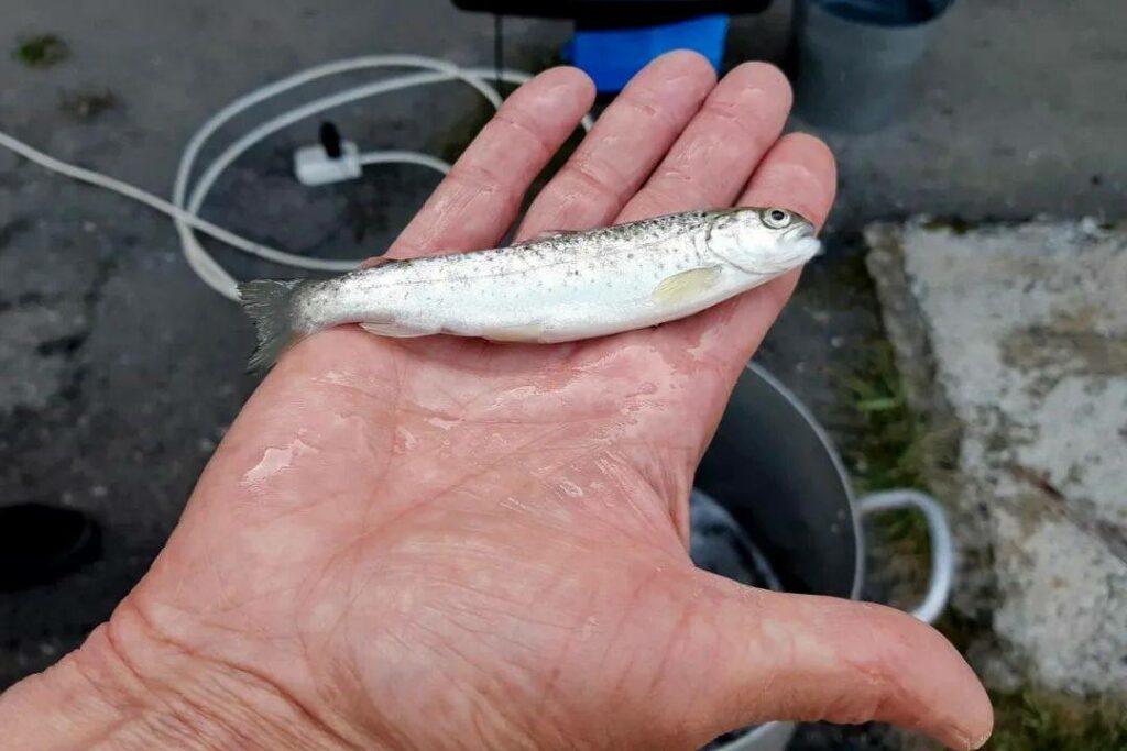 В Кабардино-Балкарской Республике выпустили 652 тыс. мальков каспийского лосося (ручьевая форель)