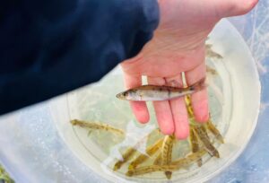 «Главрыбвод» пополнил Рыбинское водохранилище молодью судака