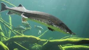 Запасы осетровых в морях и реках России под контролем отраслевой науки