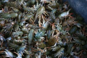 В Нижегородской области впервые будут вести промышленный лов раков