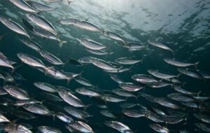 Пелагическая путина: вылов сардины иваси и скумбрии превысил 181 тыс. тонн