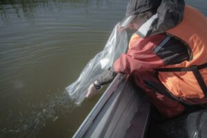 Синергия государства и бизнеса: началась важная работа по сохранению популяции балтийского сига