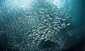 Пелагическая путина: рыбаки ведут активный промысел сардины иваси – на данный момент выловлено 249,5 тыс. тонн