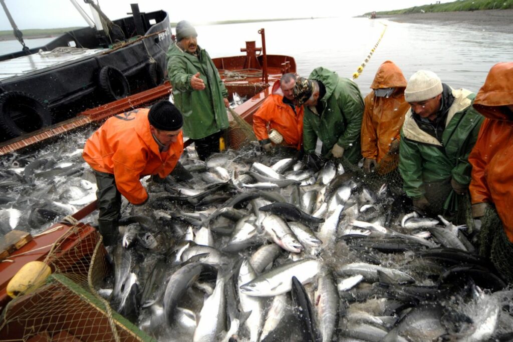 С начала 2022 года российские рыбаки добыли более 4,4 млн тонн рыбы и морепродуктов