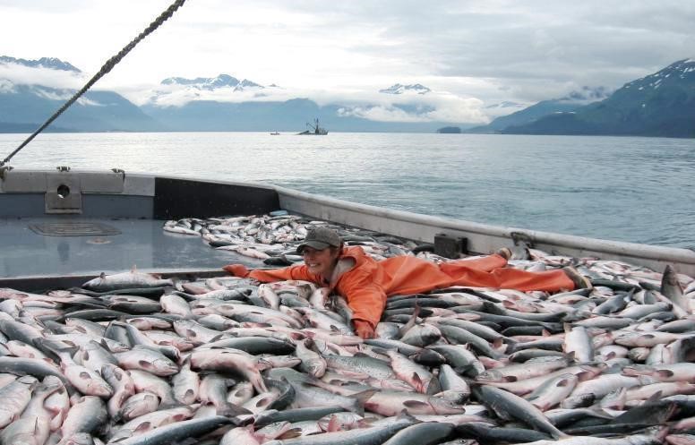 К середине ноября российские рыбаки выловили более 4,3 млн тонн рыбы и морепродуктов