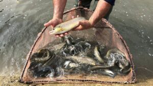 Более 942 тысяч мальков каспийского лосося выпущены в реки Кавказа