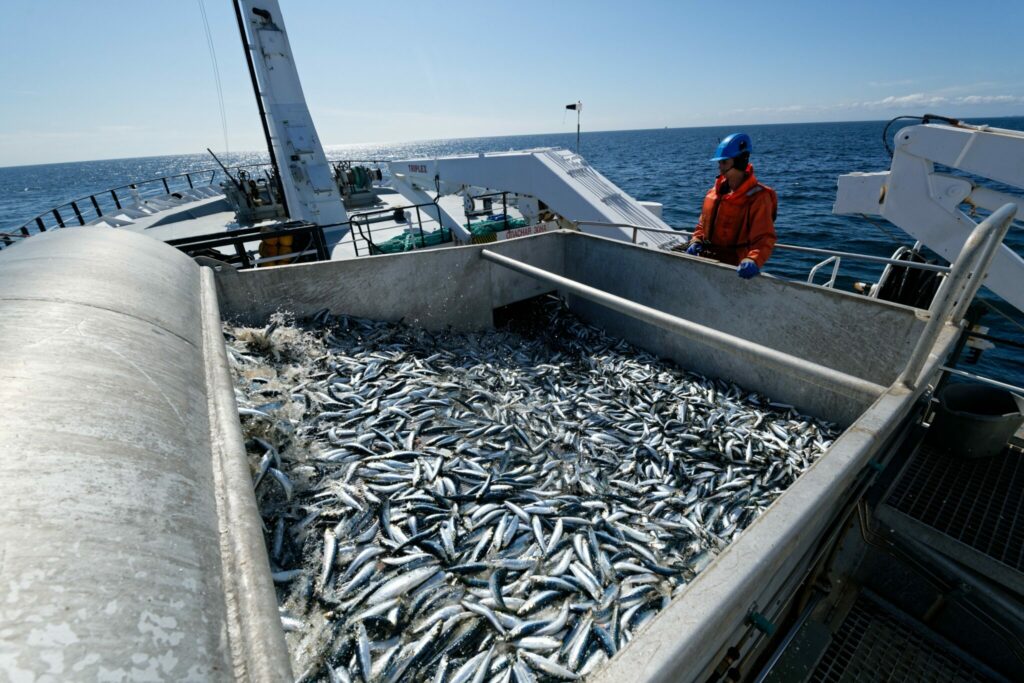 Пелагическая путина: рыбаки готовятся к активному промыслу сардины иваси в ноябре – на данный момент вылов иваси достиг 187 тыс. тонн
