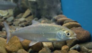 Руководитель Росрыболовства Илья Шестаков о сроках открытия промысла байкальского омуля, «Открытый диалог» в Совете Федерации, 10 ноября 2022 года