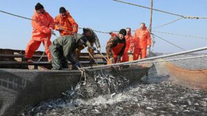 Пелагическая путина: вылов сардины иваси и скумбрии превысил 240 тыс. тонн